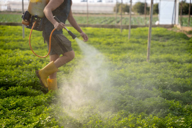 Best Wasp Removal Services  in Dallesport, WA