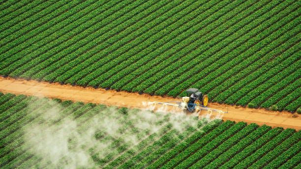 Best Termite Control Services  in Dallesport, WA
