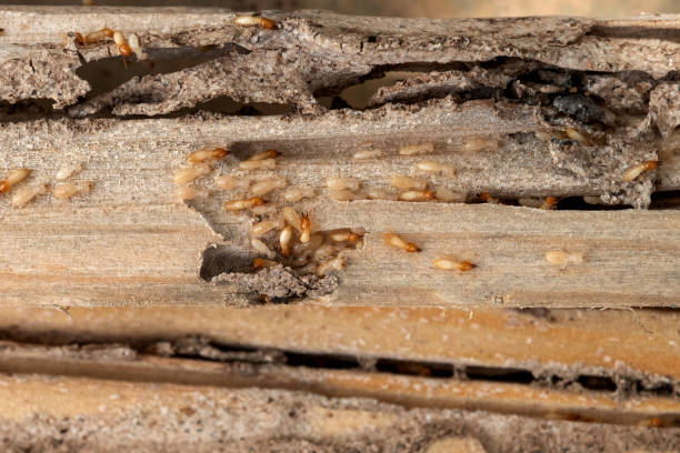 Best Local Pest Control Services  in Dallesport, WA